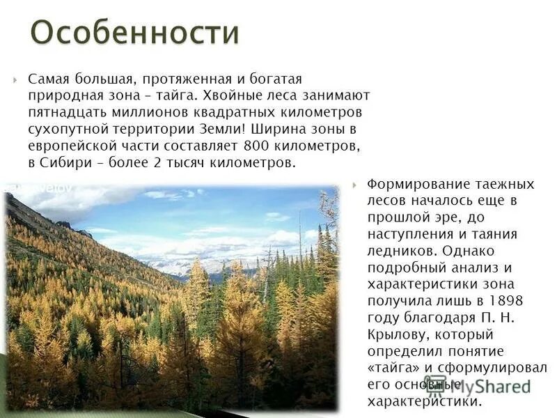 Главная особенность природной зоны. Климатические зоны России Тайга. Особенности зоны тайги. Особенности природы тайги. Тайга природная зона.