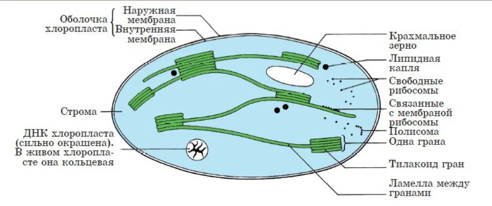 Для изучения тонкого строения хлоропластов используется метод