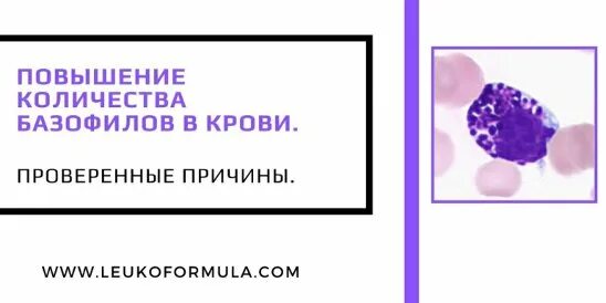 Почему повышенные базофилы. Причины повышения базофилов. Базофилы в крови повышены у взрослого. Увеличение базофилов. Повышенные базофилы в крови у женщин.