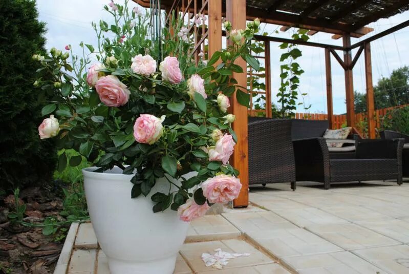 роза патио кордула. розы в горшках на улице. роза бидермейер тантау.