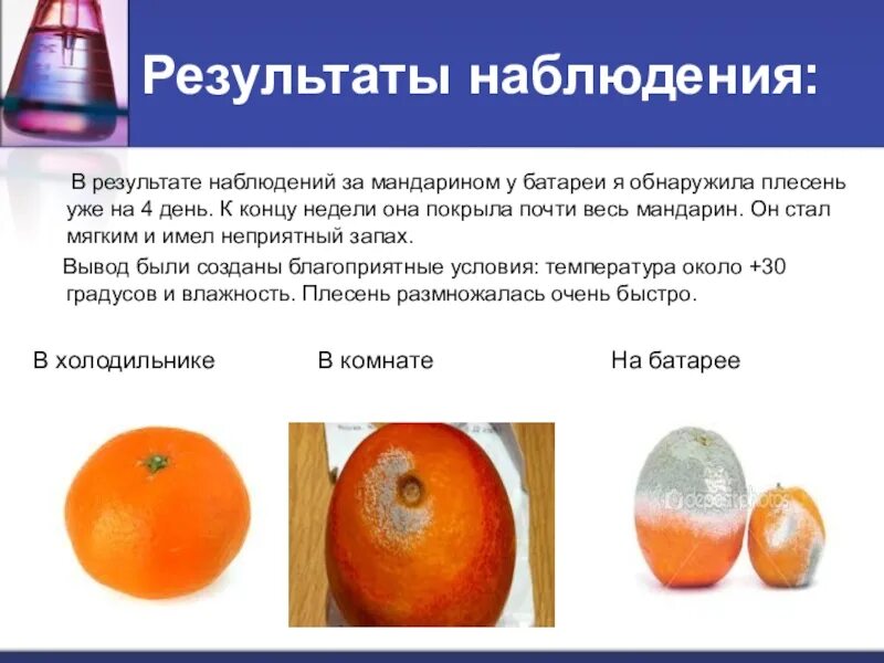 Эксперимент с мандарином
