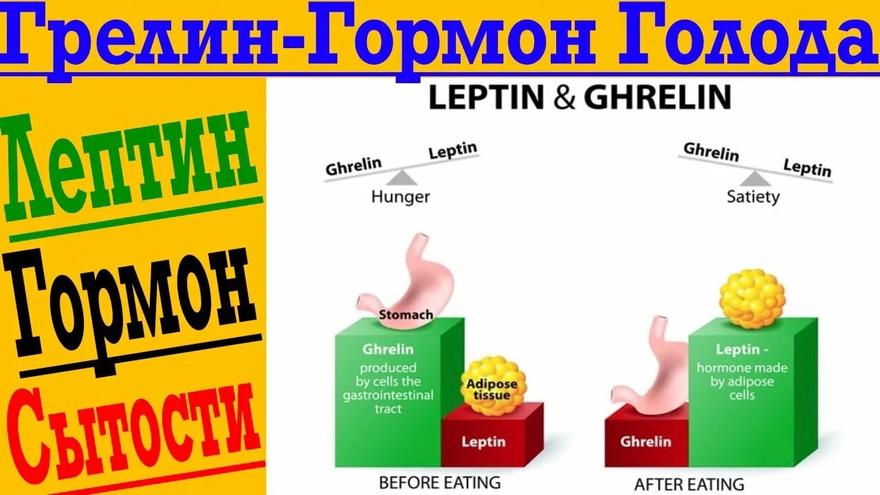 Грелин гормон голода. Гормон голода лептин и грелин. Гормон сытости. Гормоны аппетита и голода. Гормон голода 6