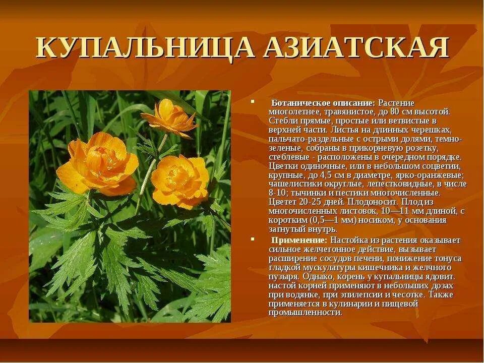 Какой тип питания характерен для купальницы азиатской. Купальница (Trollius). Купальница азиатская Trollius asiaticus. Купальница азиатская жарок. Купальница Сибирская.