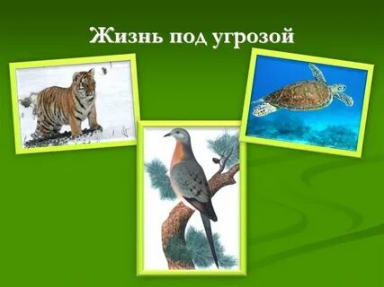 Какие животные под угрозой