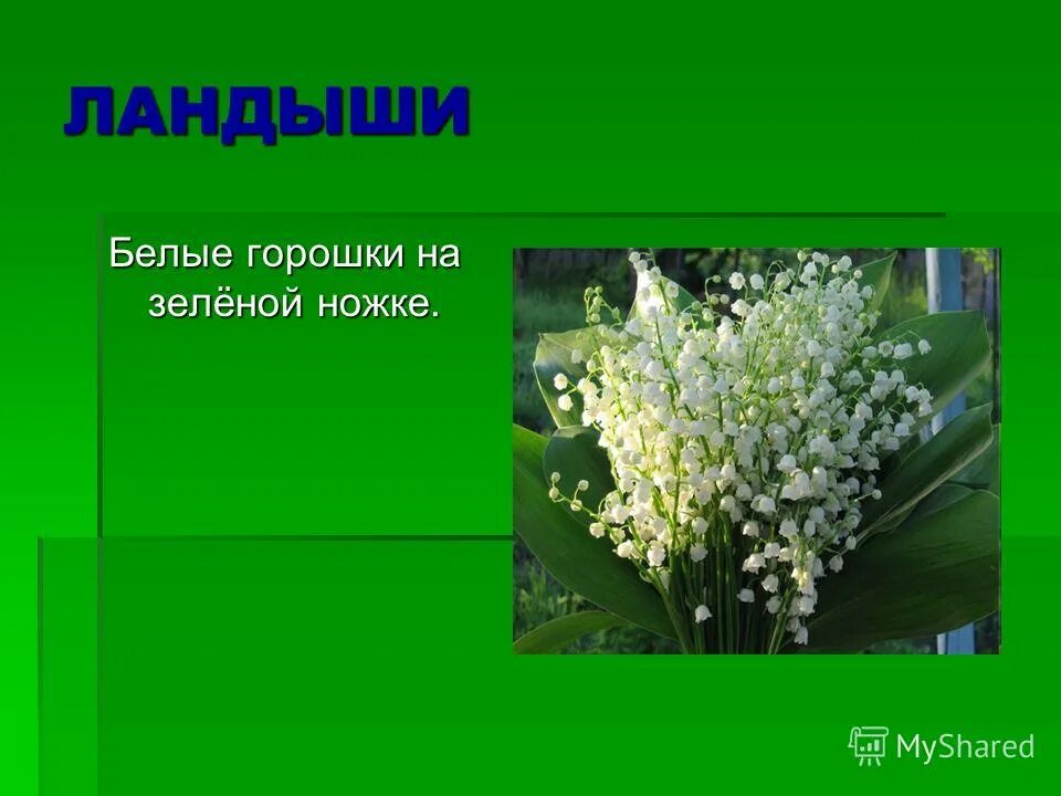 белые горошки на зеленой ножки. белые горошки на зеленой ножке. первоцветы ландыш для дошкольников. белые горошки на зеленой ножке загадка ответ. белые горошки на зеленой ножке.