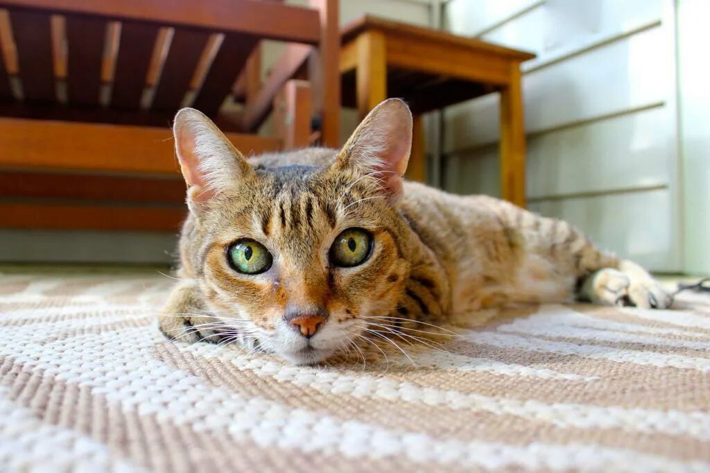 Содержание кота. Содержание кота