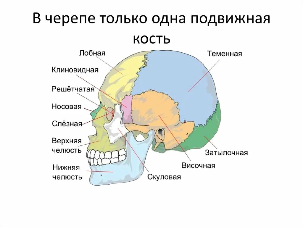 Теменная область кость