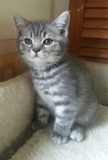 Котят британца в добрые руки