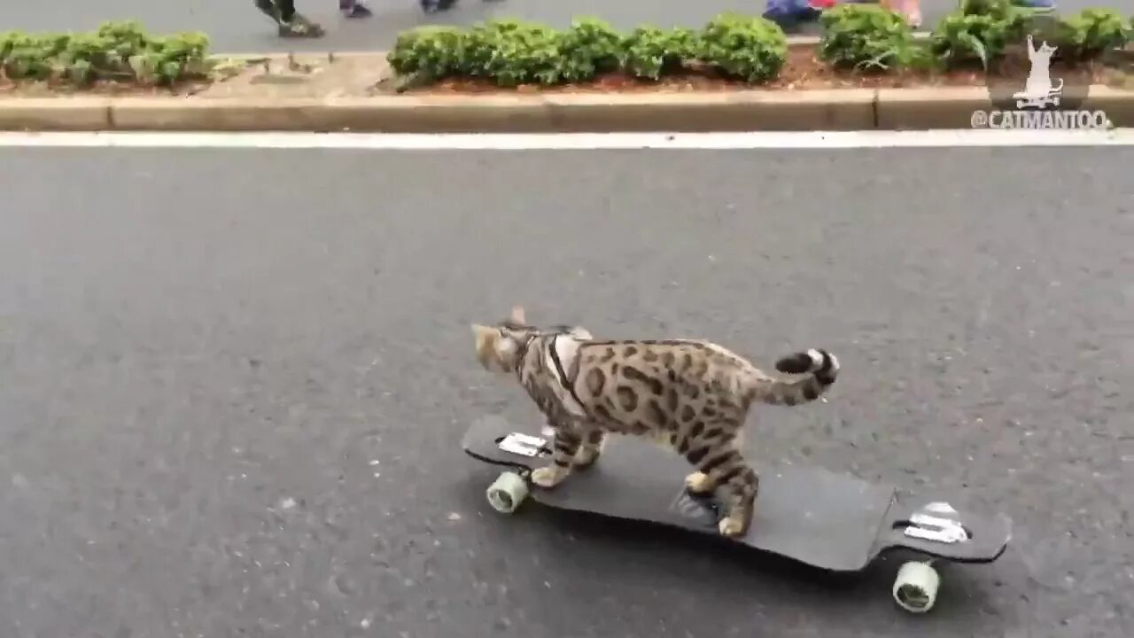 Кошка ездит. Кот на скейтборде. Кот катается. Котик катается на скейте. Кот спортсмен.