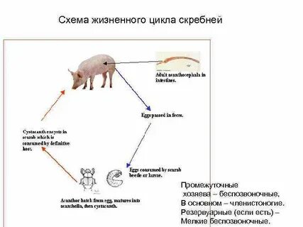 Каким номером на схеме жизненного цикла животного