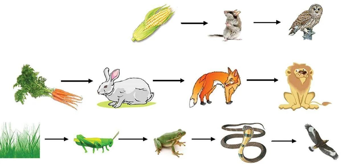 С какого начинается пищевая цепь. Пищевая цепочка биология 6. Пищевые Цепочки 5 класс биология. Схема цепи питания животных. Цепь питания в тайге.