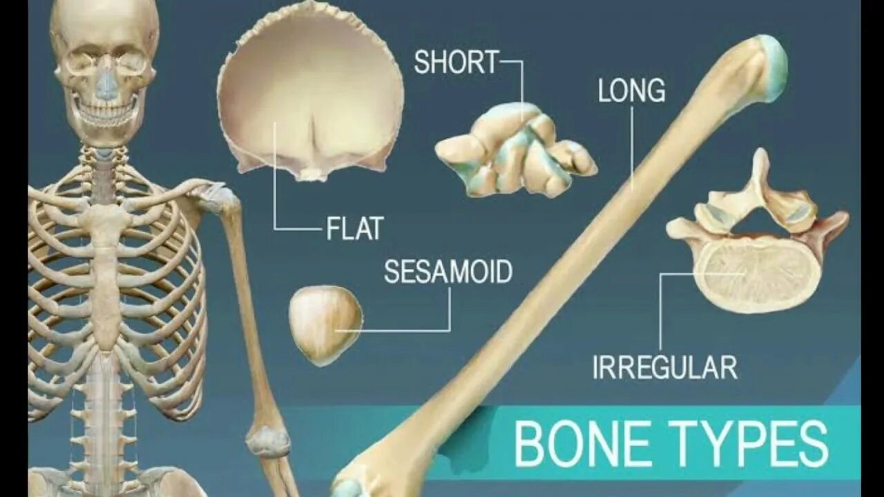 Huesos скелет. Трубчатые и плоские кости. Формы костей. Формы костей человека. Human types