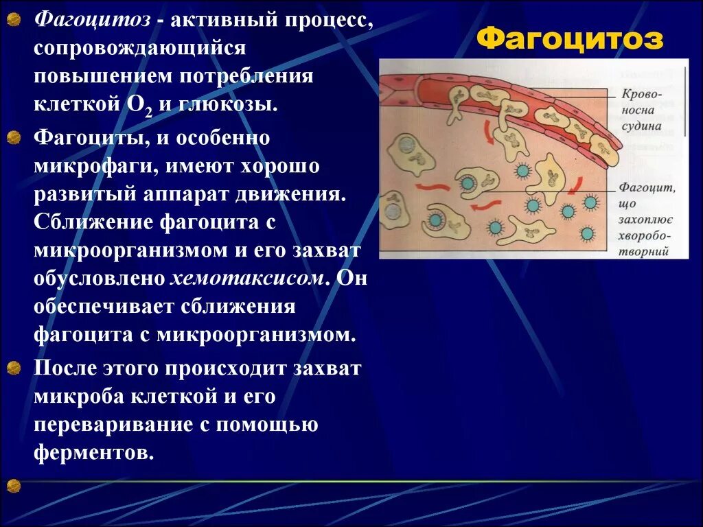 Фагоцитоз органелла. Какими клетками осуществляется фагоцитоз. Фагоцитоз органоид клетки. Фагоцитоз бактерий нейтрофилами. Элементы крови способные к фагоцитозу