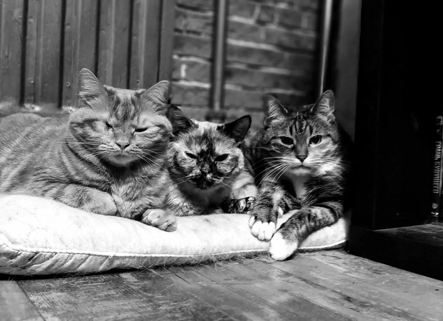 3 Кошки. Три кошки фото. Картинки 3 котов. Три кошки Манхэттен.