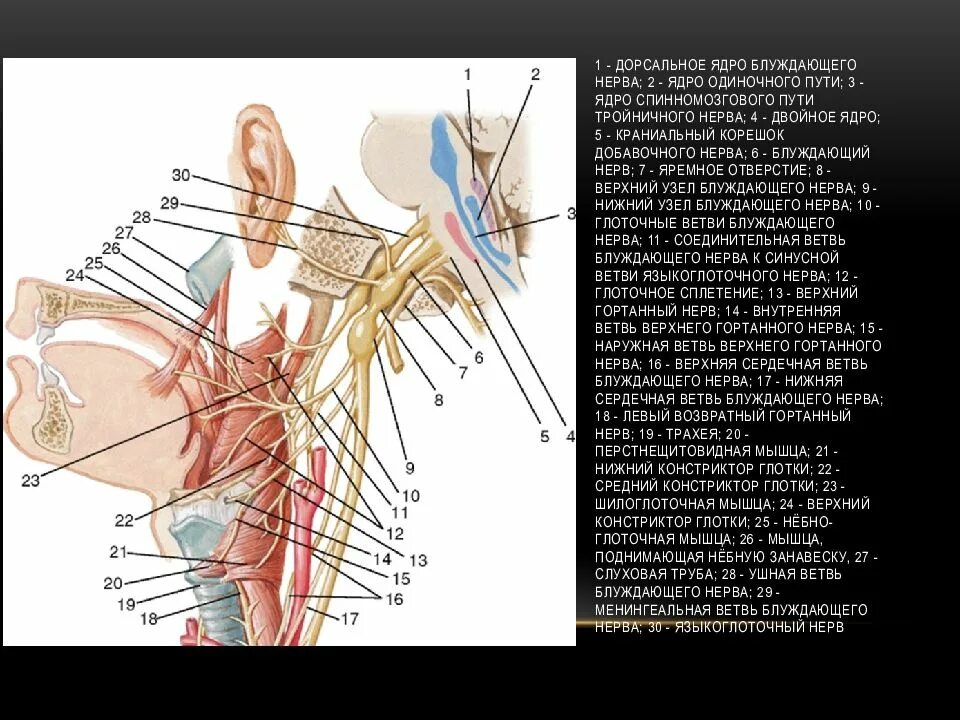 Правый блуждающий нерв. Менингеальная ветвь блуждающего нерва. Блуждающий нерв Неттер. Внутричерепной ход блуждающего нерва. Блуждающий нерв схема пути.