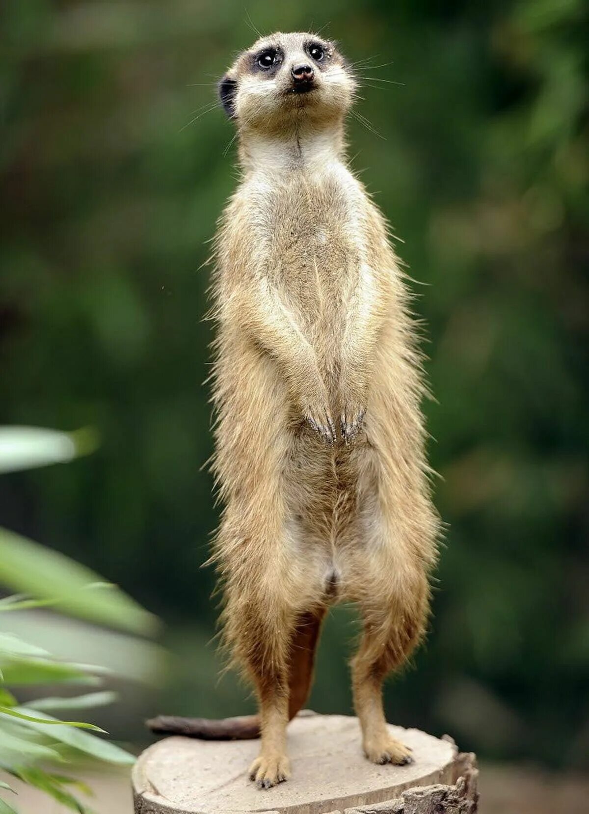 Кот на двух лапах. Коты стоят на задних лапах. Смешной кот на задних лапах. Стоять на задних лапах. Кротик на задних лапках.