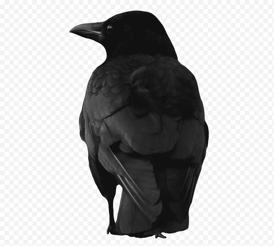 Ворона альбинос. Ворон обыкновенный. Синантротропные птицыы. Как защищаются птицы от врагов. Ворона 13.