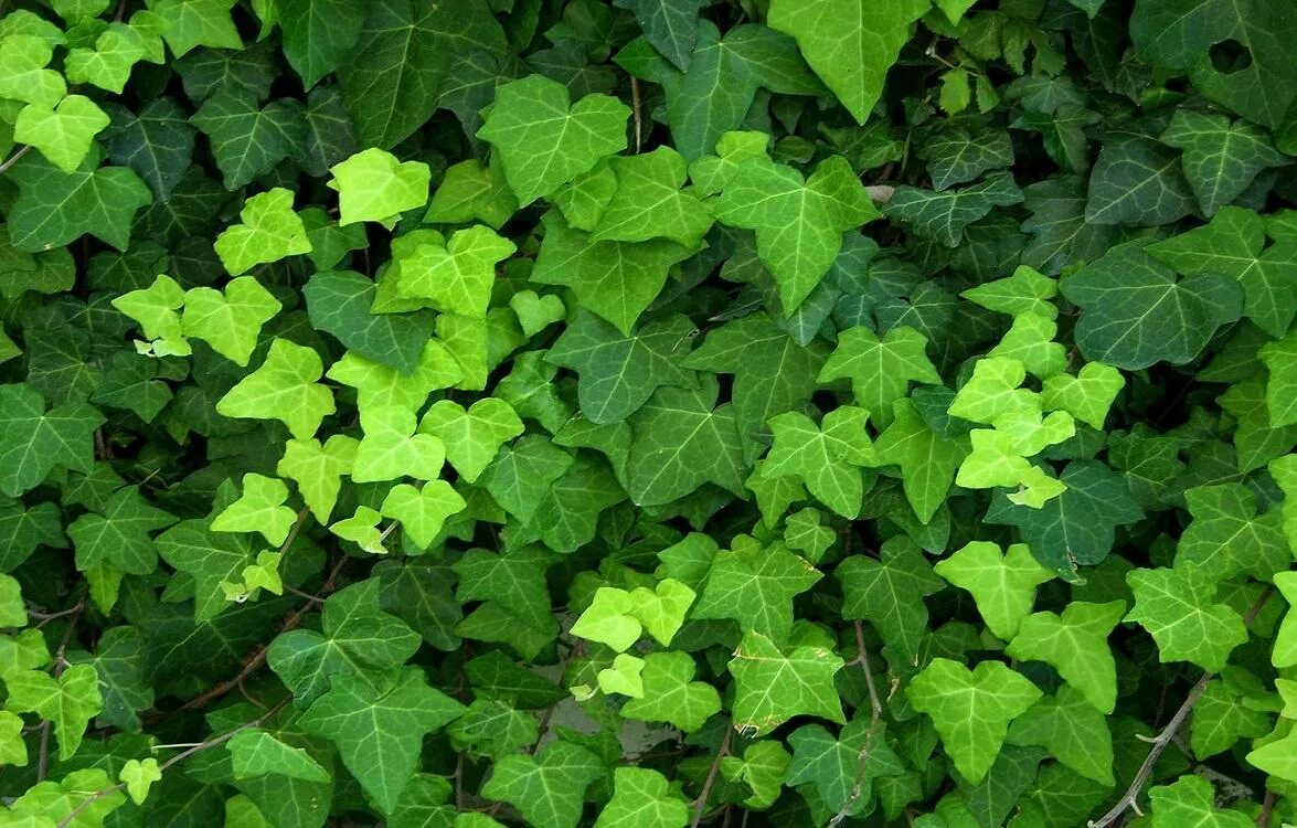 Плющ свет. Плющ обыкновенный (Hedera). Плющ Хедера Хеликс. Плющ ирландский Хедера Хиберника. Плющ вечнозеленый Hedera Helix.