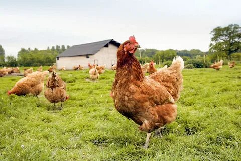 Tosaka chicken farm