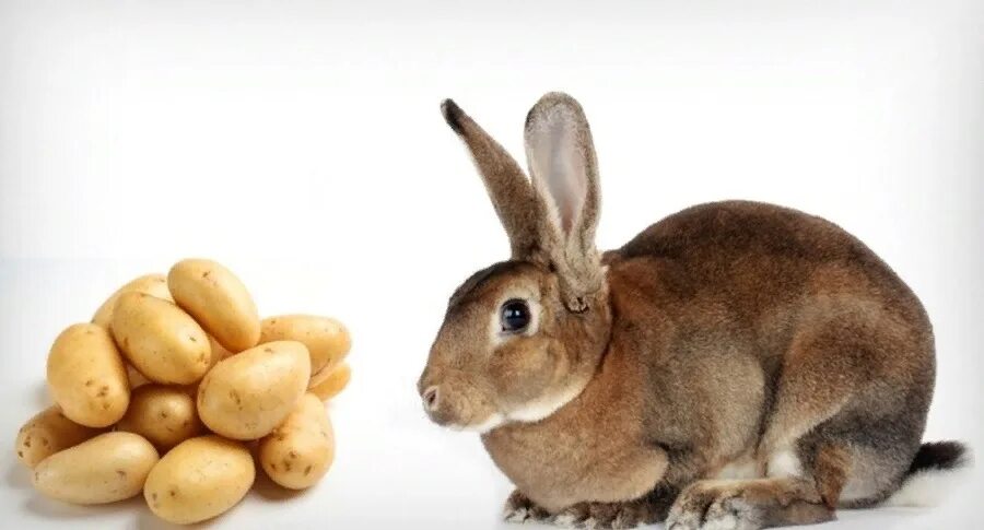 Кролик с картофелем. Что едят кролики. Кролик ест картошку. Заяц с картошкой.