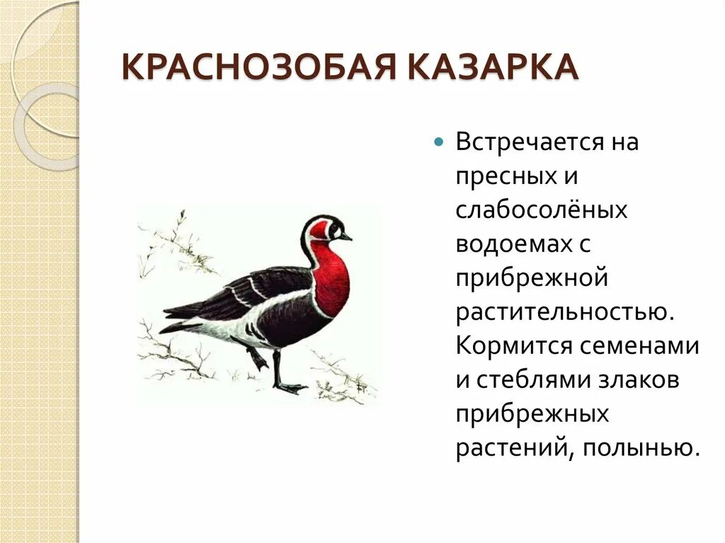 Птицы внесенные в красную книгу. Краснозобая казарка красная. Птица Краснозобая казарка. Животные Башкортостана занесенные в красную книгу. Краснозобая казарка информация.