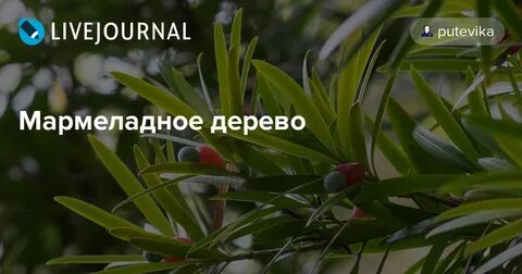 Мармеладное дерево в сочи