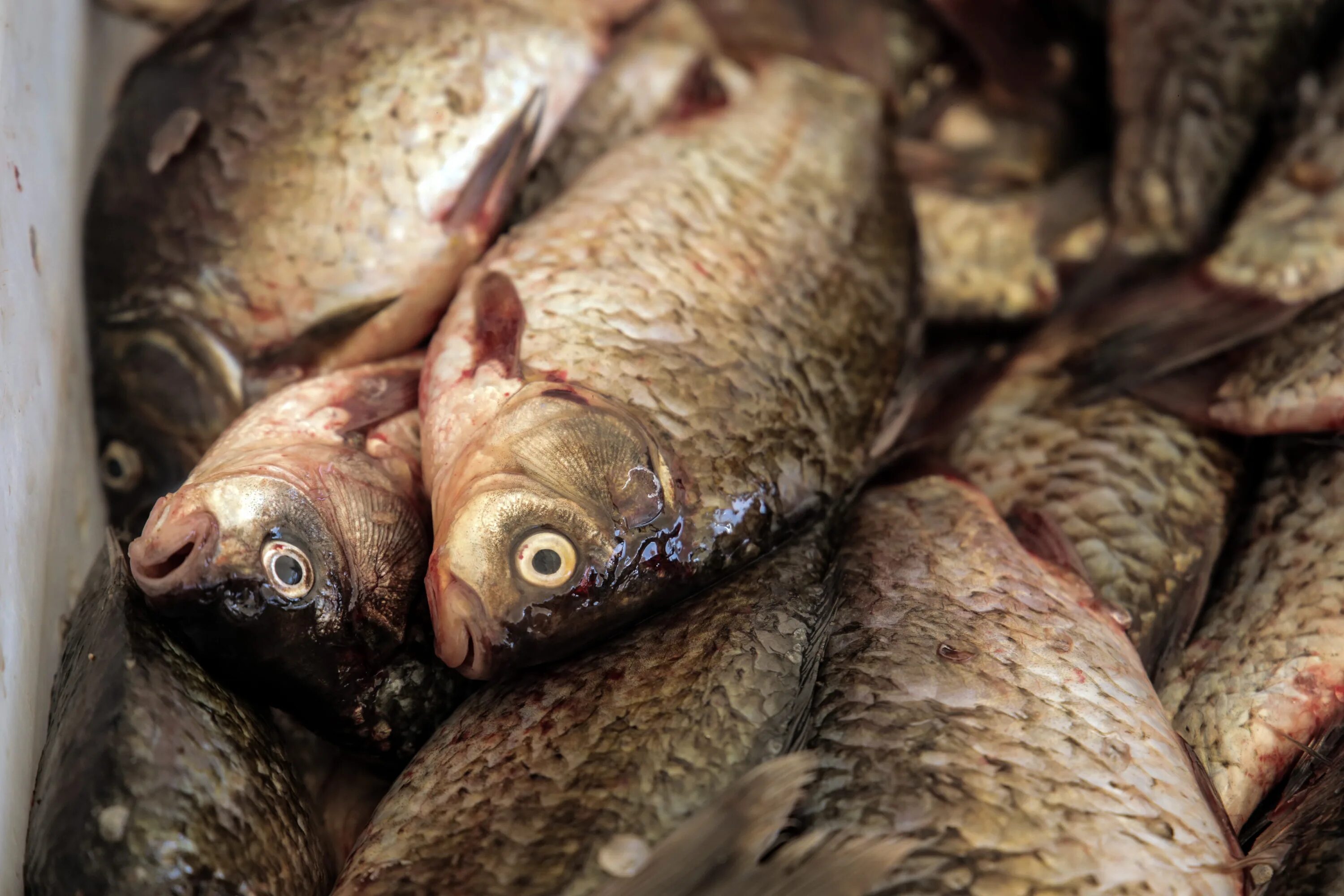 Омега 3 в рыбе. Свежепойманная форель. Рыбы недостатки. Рыба жир. Дефицит рыбы.