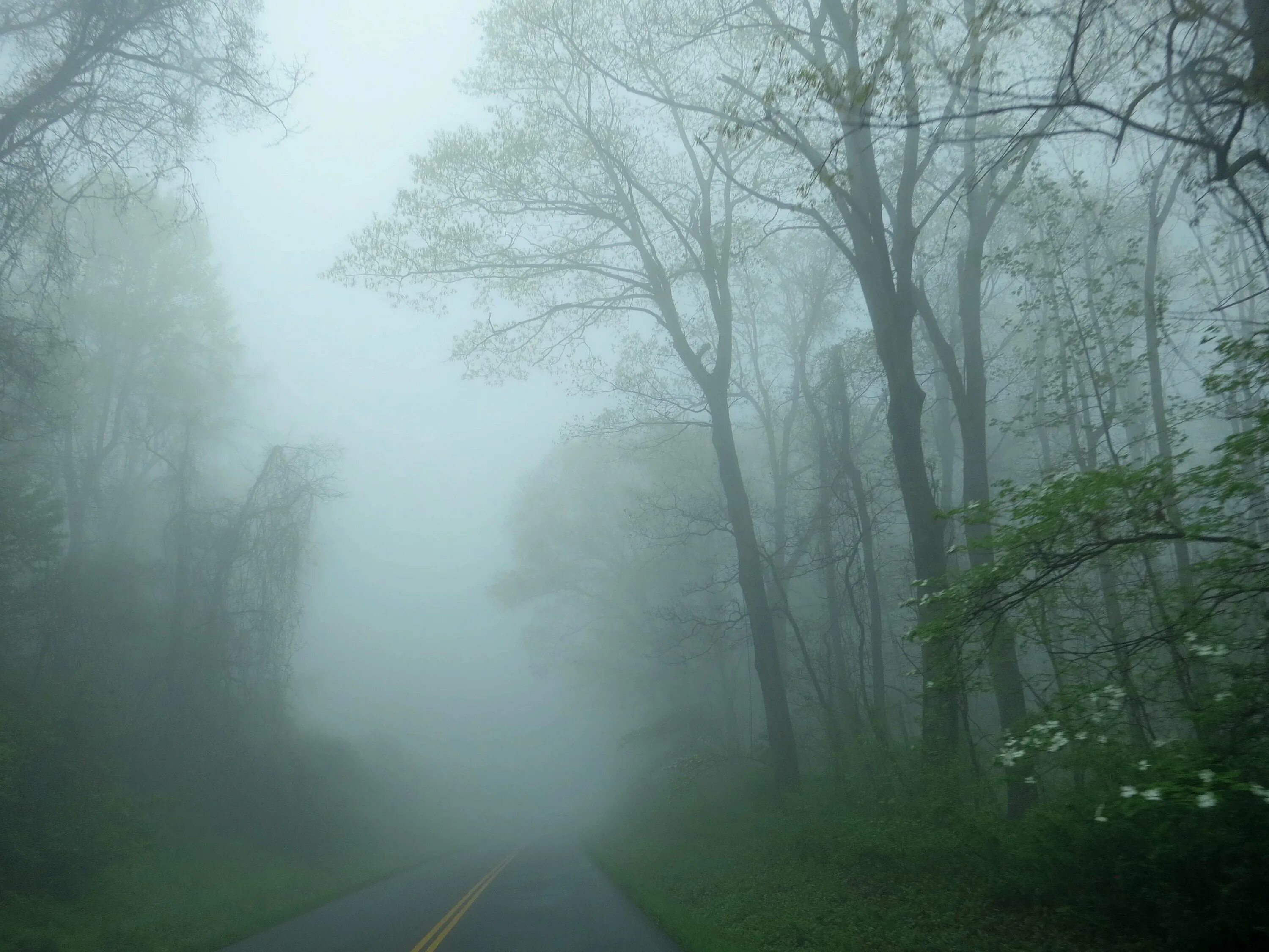 Где туман. Лес в тумане. Туманный пейзаж. Красивая природа в тумане. Сильный туман в лесу.