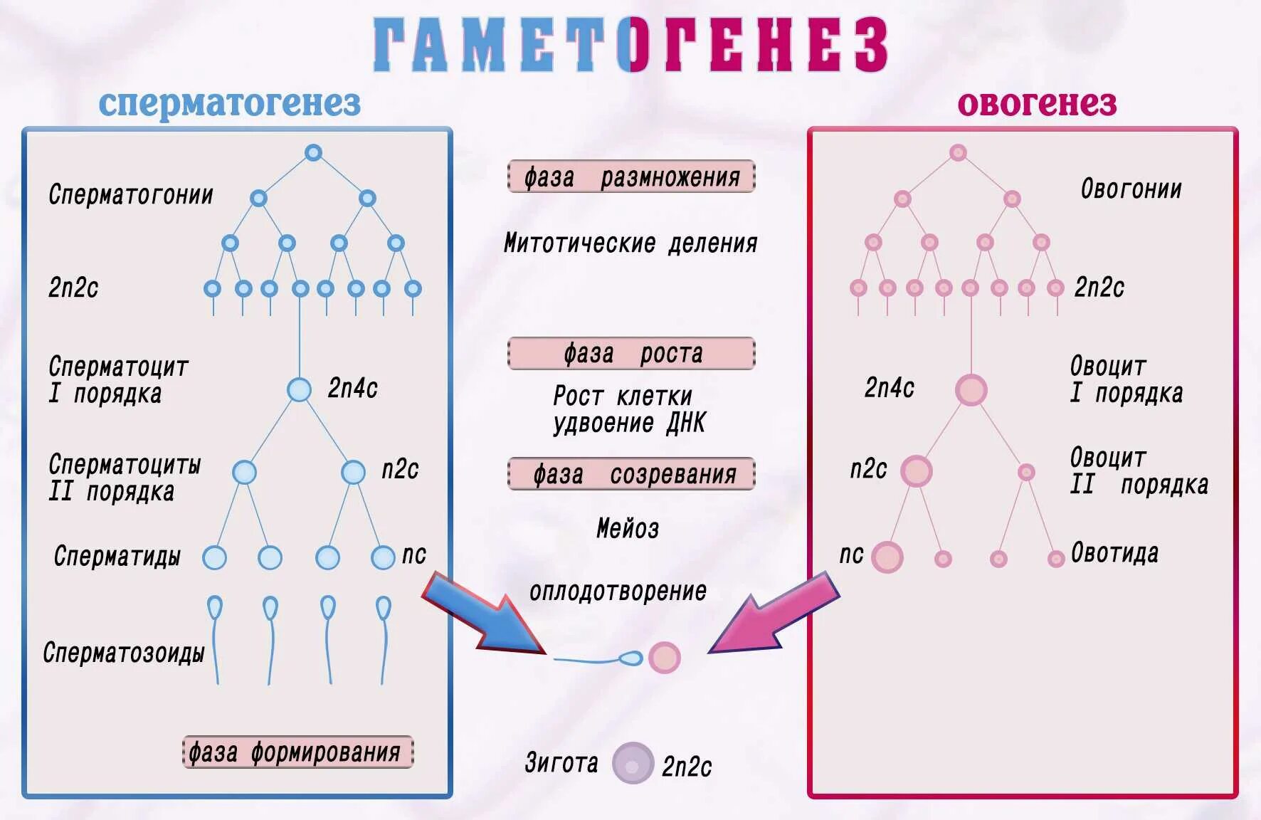 Схема гаметогенеза развитие половых клеток. Стадии развития гаметы в гаметогенезе. Таблица стадии развития половых клеток. Стадия созревания гаметогенеза.