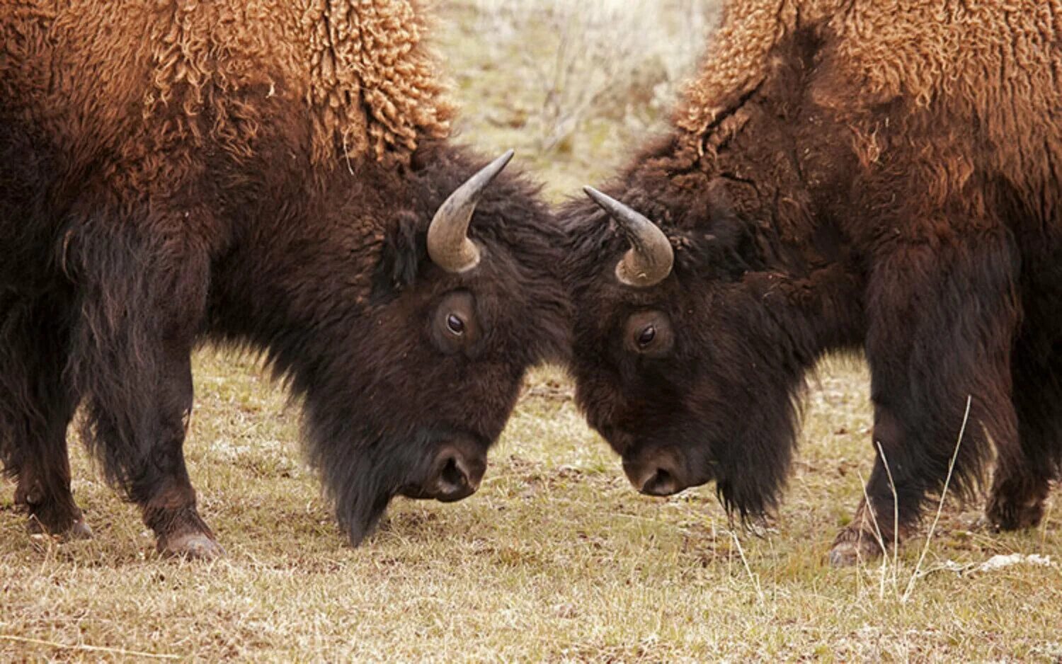 Зубр zubr. Беловежская пуща зубры. кавказско-беловежский зубр (bison bonasus). беловежский (равнинный) зубр. европейский зубр.