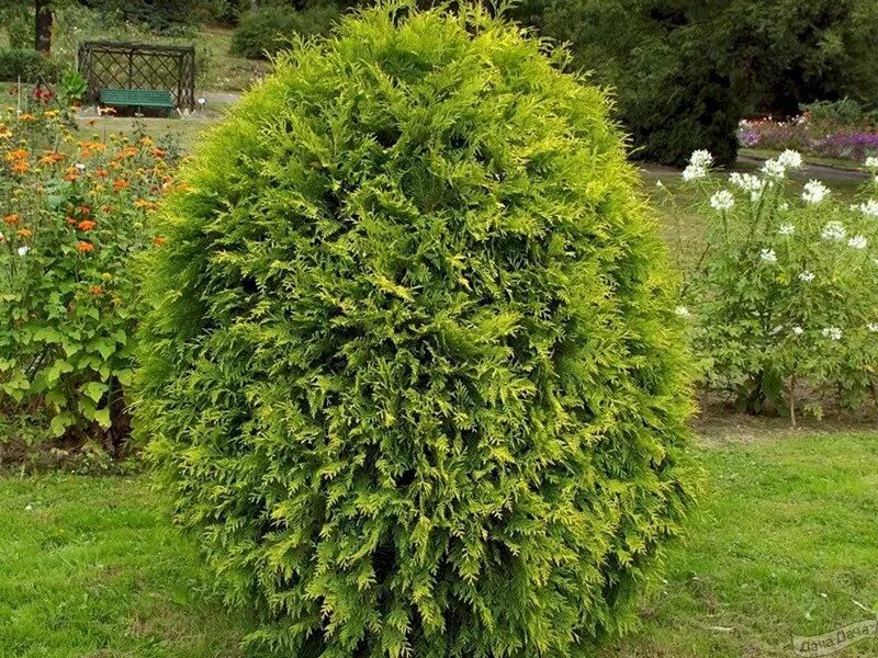 Туя западная смарагд. Туя брабант холмструп. Туя западная пирамидалис компакта. Туи описание сортов и фото. Туя западная даника пирамидальная.