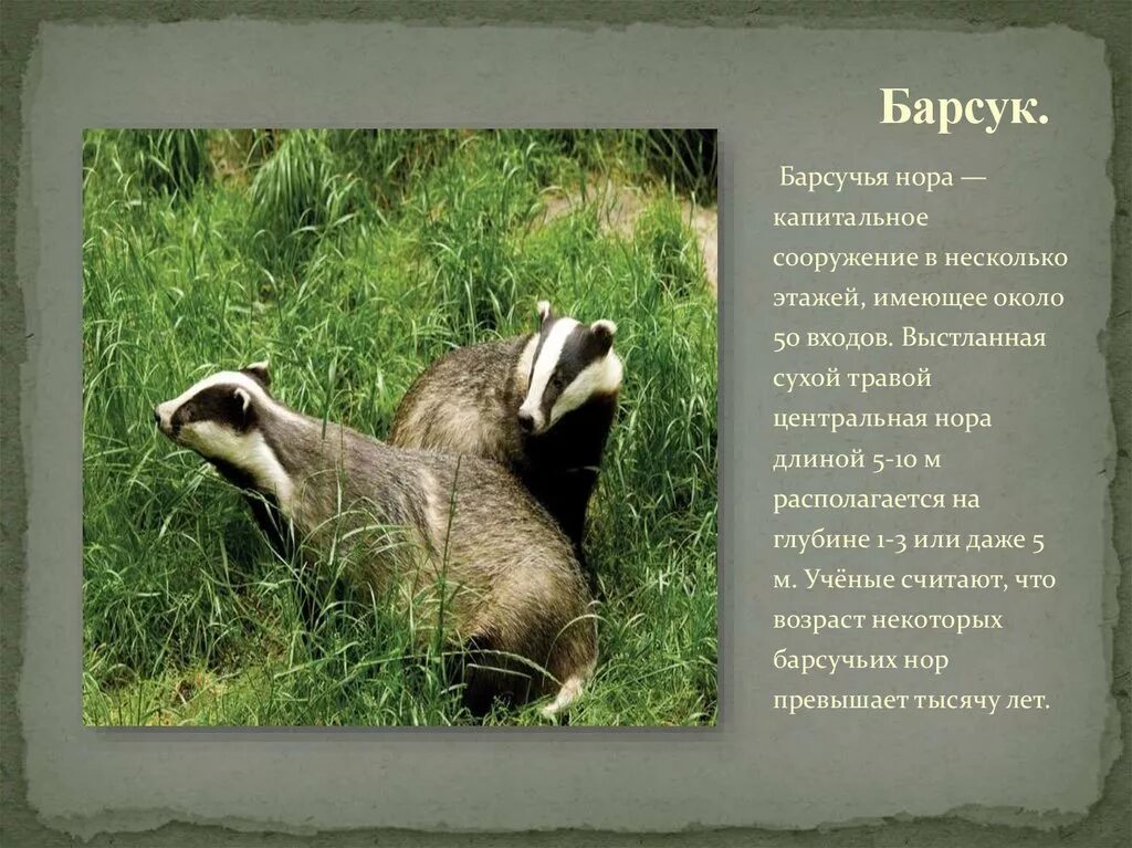 Как пишется барсук. Барсук для детей информация. интересные факты о барсуке. доклад про барсука 3 класс. барсук красная книга.