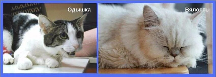 Кошка затрудненное дыхание. Кошка затрудненное дыхание. Кошка дышит. Кот дышит с открытым ртом и высунутым языком. Бронхиальная астма у кота.