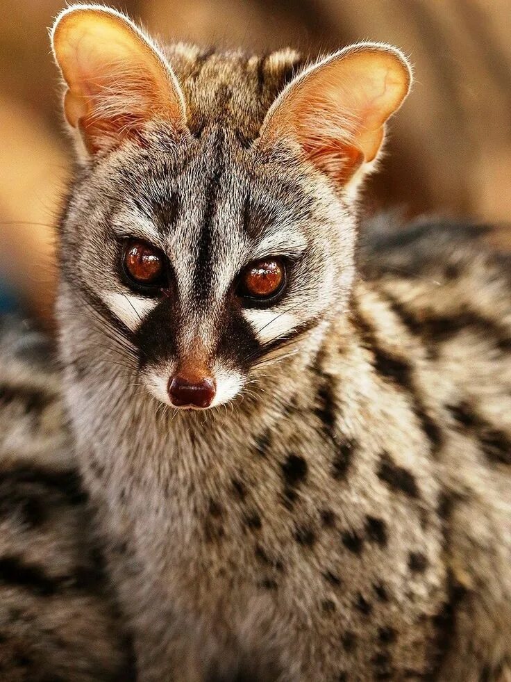 Gineta, Genet (Genetta genetta) Pretty animals, Silly animals, Unusual animals