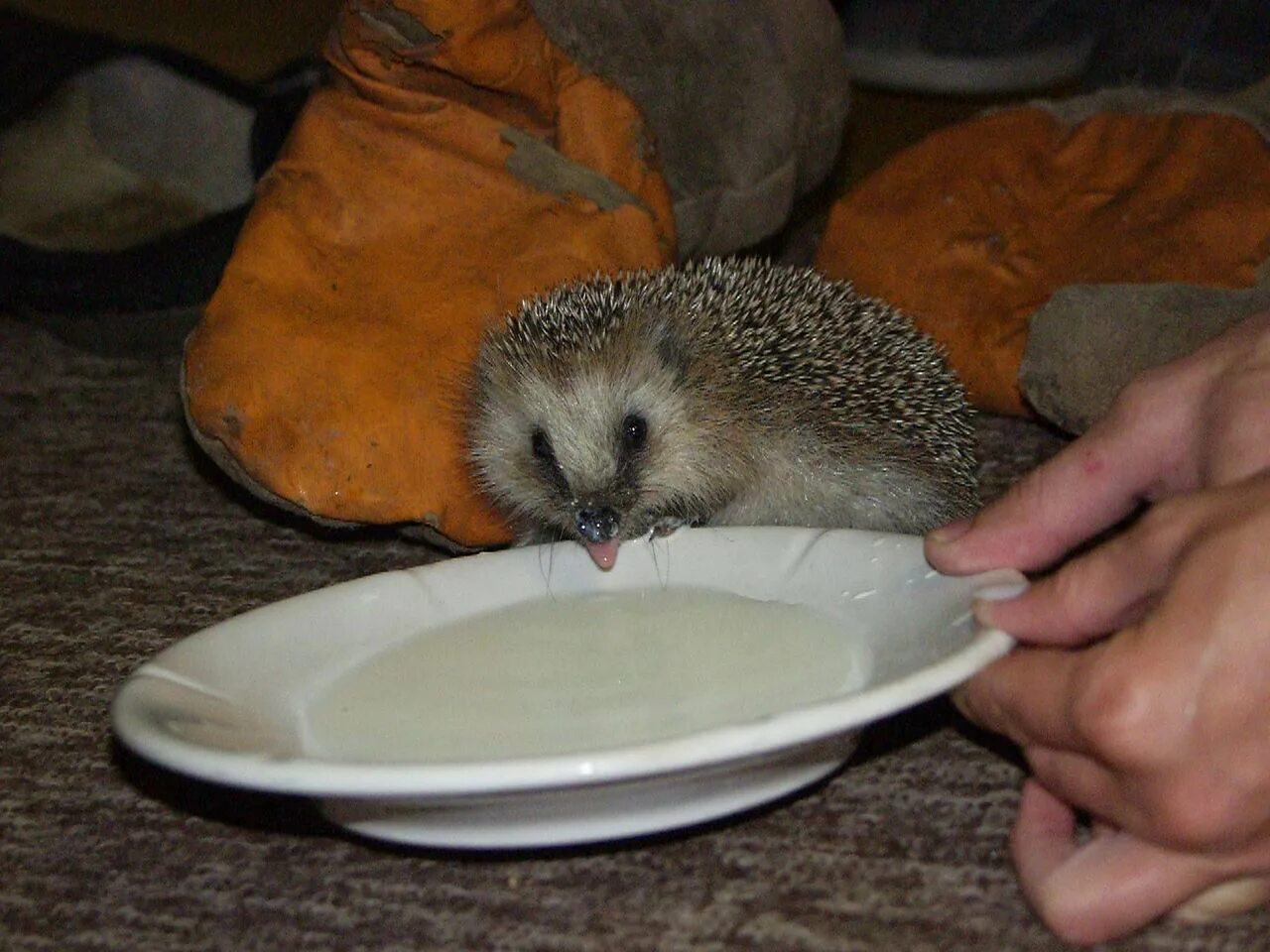Молоко ежику