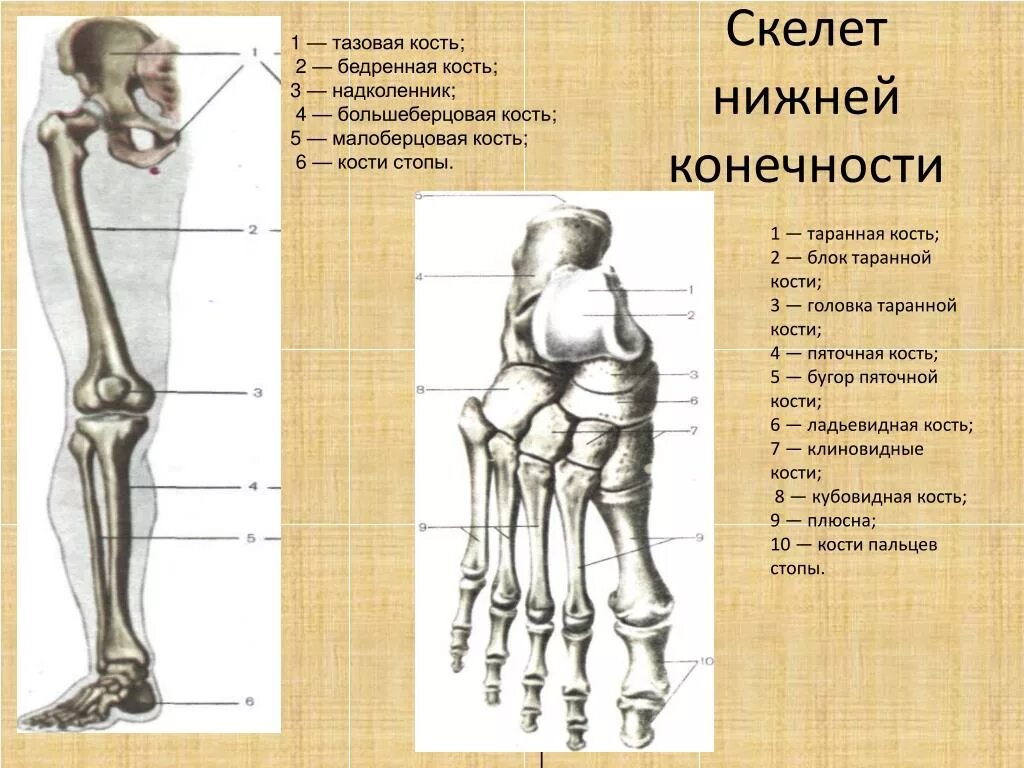 Строение конечностей рисунок. Кости нижних конечностей человека анатомия. Строение нижней конечности анатомия стопа. Строение скелета нижней конечности кости. Строение костей нижней конечности.