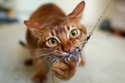Самые опасный кошачий