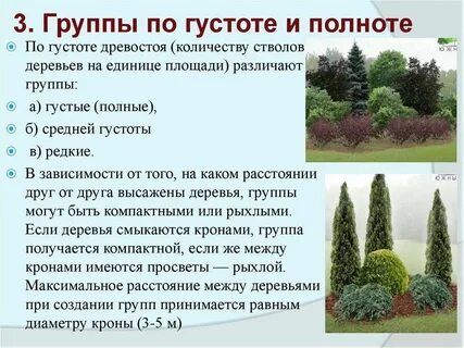 Густота это
