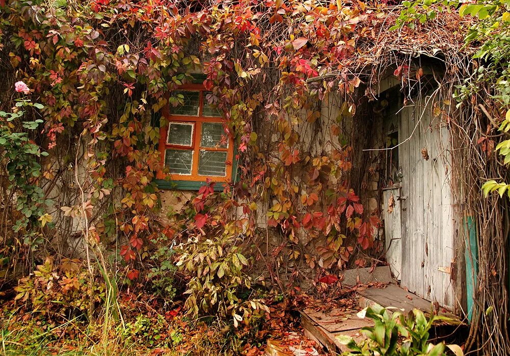 Заросший дом в деревне. Старый заброшенный сад. Осень в саду. Заброшенный сад осень. Заброшенный сад в деревне.