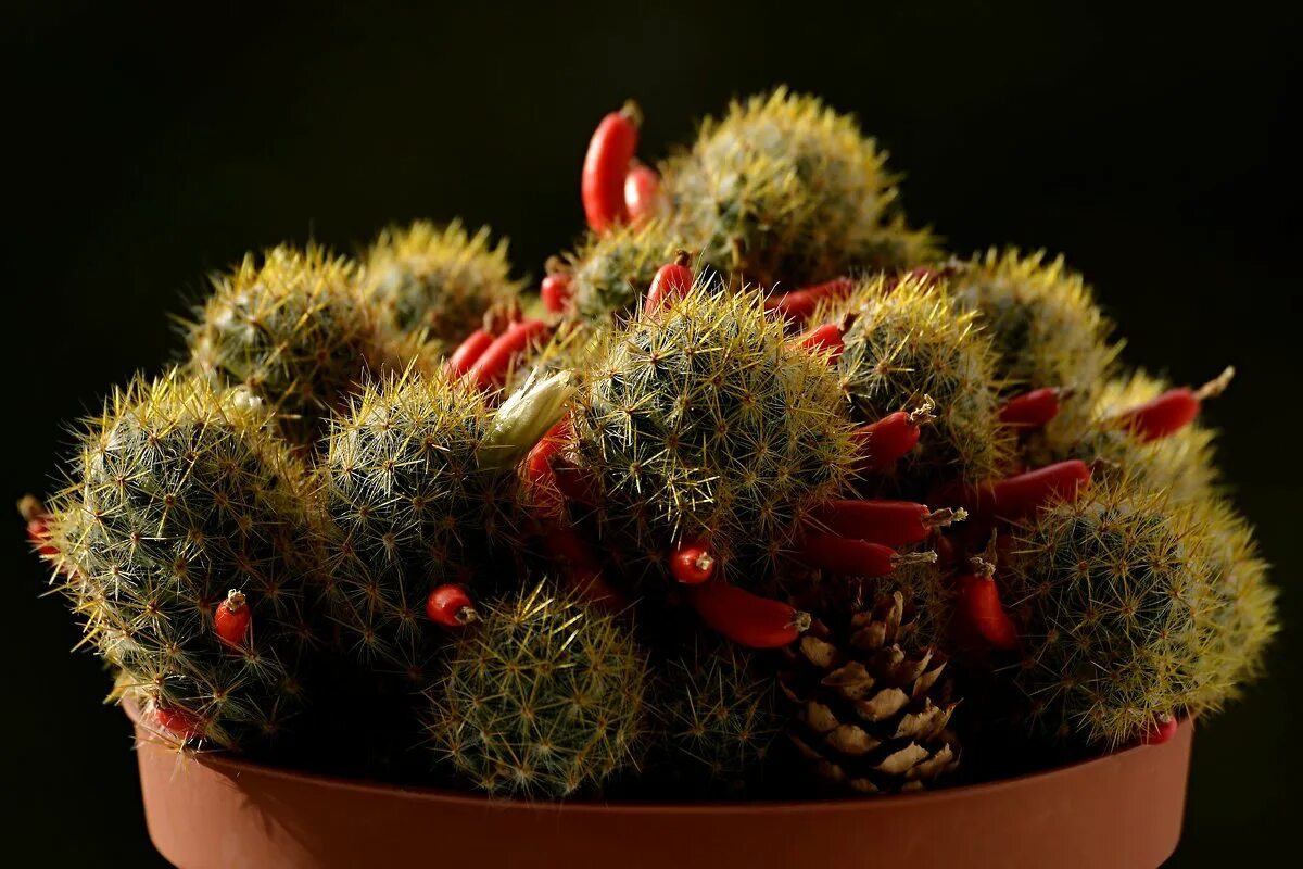 кактус сферикал микс. кактус пот. старый кактус. кактусовые кактусы. кактус древовидный комнатный.