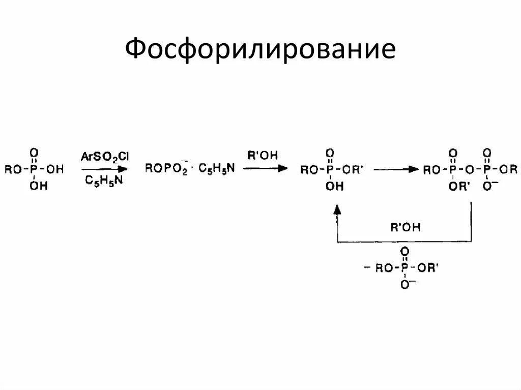 Фосфорилирование биохимия. Схема фосфорилирования белков. Фосфорилирование белков схема реакции. Фосфорилирование белков биохимия. Фосфорилирование Серина реакция.