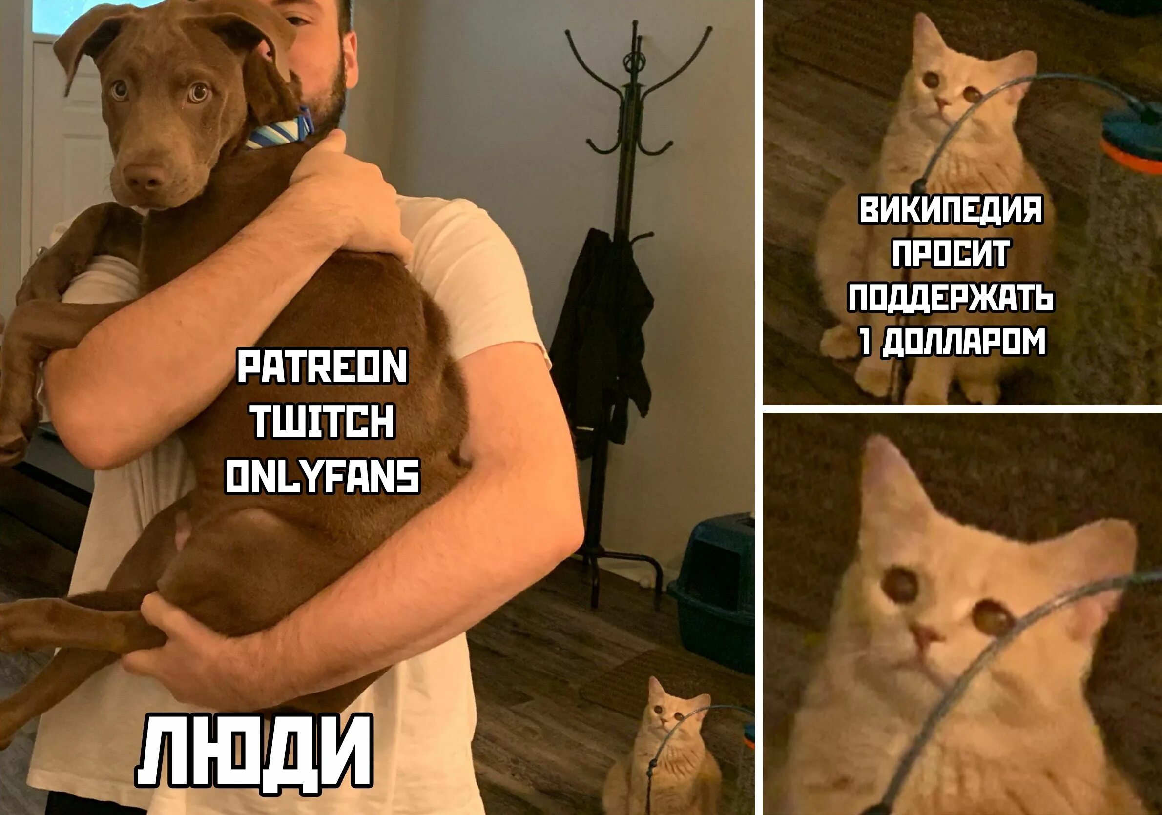 Мем википедия. Мемы с котом. Мем с котом и собакой на руках. Кошечки мемы. Мемы про Олега и кота.