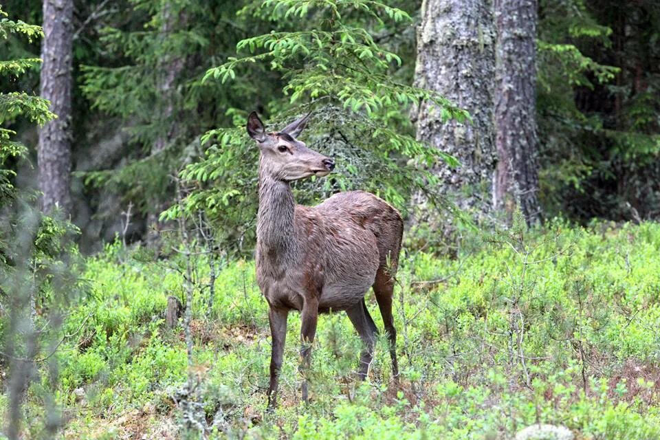 черномордая антилопа импала. саблезубый олень кабарга. олень кабарга. пустой кроссворд на 7 букв. самка оленя.