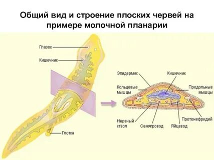 Строение белой планарии
