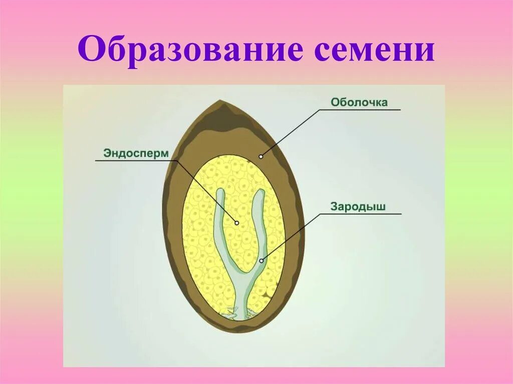 Образование семян покрытосеменных. Образование семян. Зародыш семени образуется из. Образование семени у цветковых растений. Образование плодов и семян.