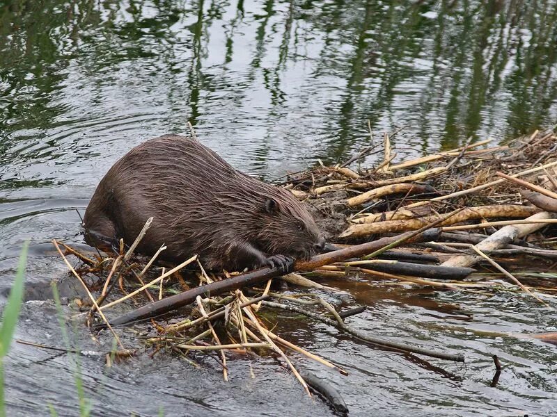 Бобр речной обыкновенный. Бобровый заказник в вологодской области. Речной бобр. Сообщение про бобра. Канадский бобр (castor canadensis).