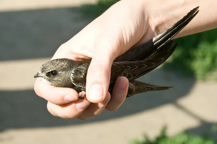 черный стриж гнездо. сколько пальцев у черного стрижа. стриж абабиль. стриж обыкновенный. сколько пальцев у черного стрижа.