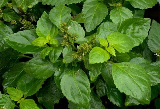 Перец пачули. Doterra эфирное масло пачули, 15 мл. Pogostemon cablin. Loris диффузор 100 мл. Candle диффузор табак.