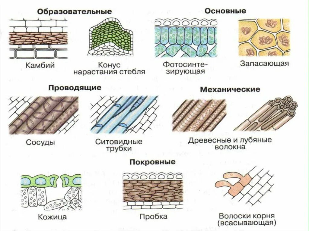 Тип ткани растения древесина. Механические ткани древесные волокна лубяные волокна. Механическая ткань растений камбий. Пробка ткани растений микропрепарат. Образовательная ткань растений камбий.