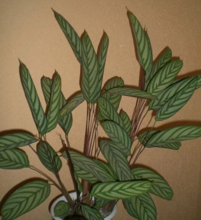 Спатифиллум мужегон. Растение опускает листья. Растение опускает листья. Спатифиллум подморозило листья. Листок спатифиллум.